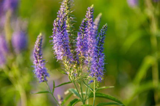 Veronica purple