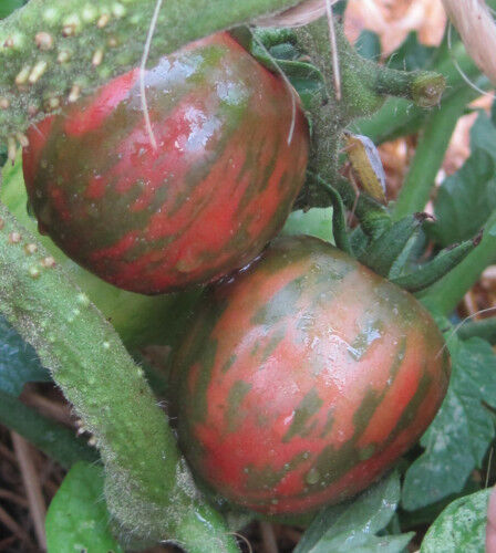 Tomato Violet Jasper Main image