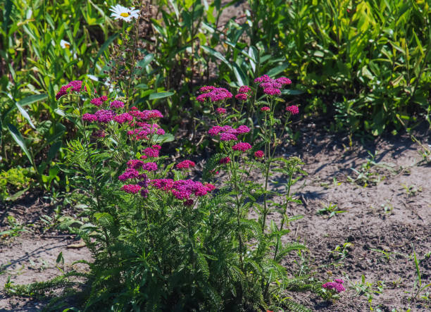 Yarrow Cerise queen Secondary image