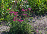 Yarrow Cerise queen