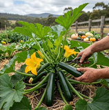 Zucchini seeds Australia