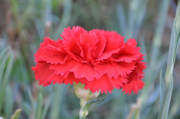 Carnation ‘Chabaud Mixed’ Seeds Secondary image