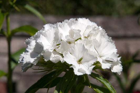 Carnation Grenadin white