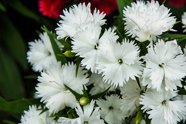 Carnation Grenadin white