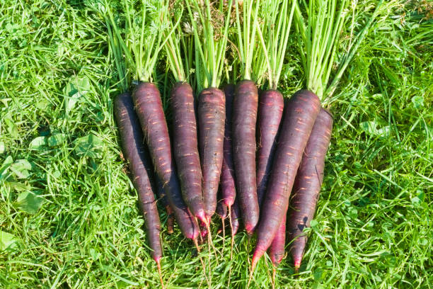 Carrot cosmic purple