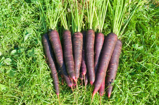 Carrot cosmic purple