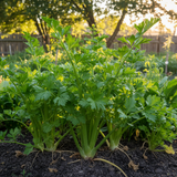 Celery seeds Tasmania