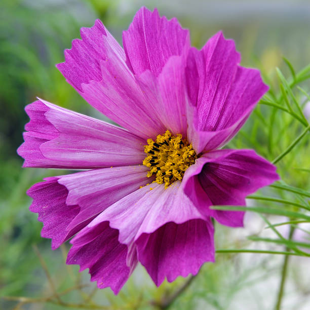 Cosmos Seashells mixed seeds Secondary image