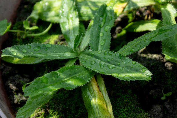 Culantro - saw toothed coriander
