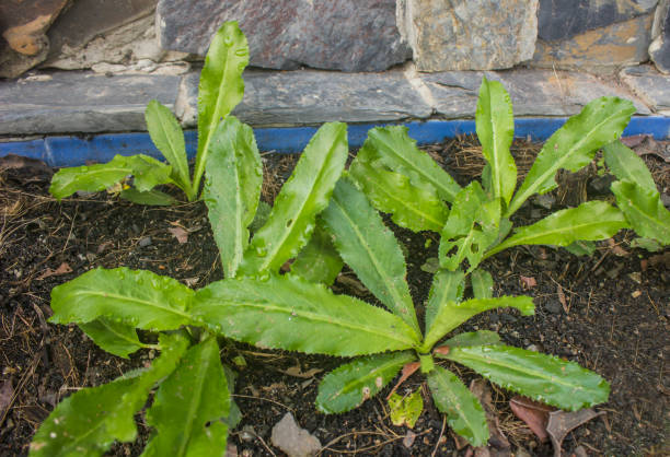 Culantro - saw toothed coriander