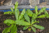 Culantro - saw toothed coriander
