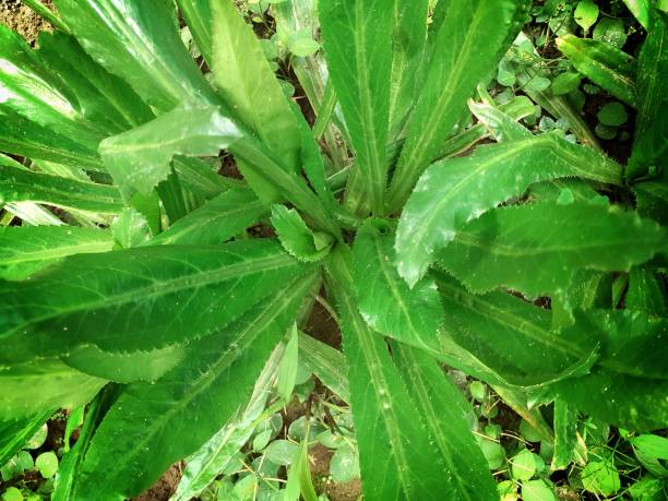 Culantro - saw toothed coriander