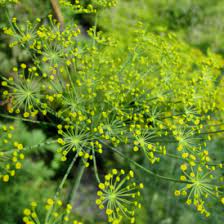 Dill Main image