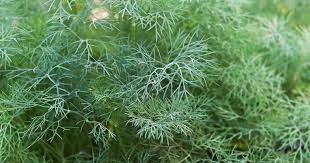 Dill Bouquet Secondary image