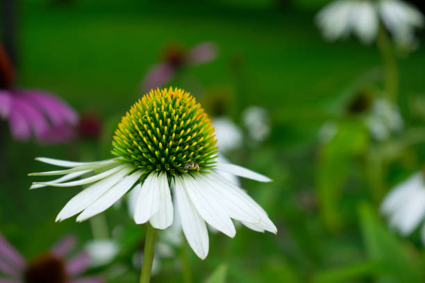 Echinacea White swan Main image