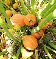 Golden Nugget Pumpkin