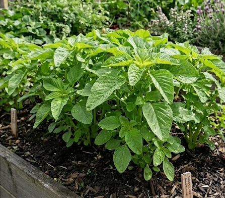 Amaranth ‘Green Leaf’ Seeds