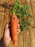 Carrot Kuroda seeds