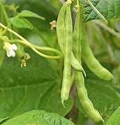 Lazy housewife bean seeds Secondary image