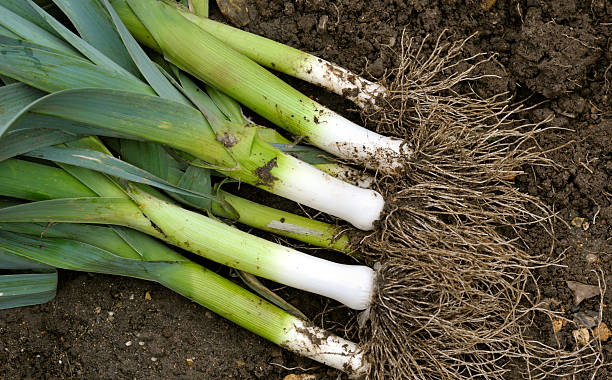 Leek Di Riviera Lungo Main image