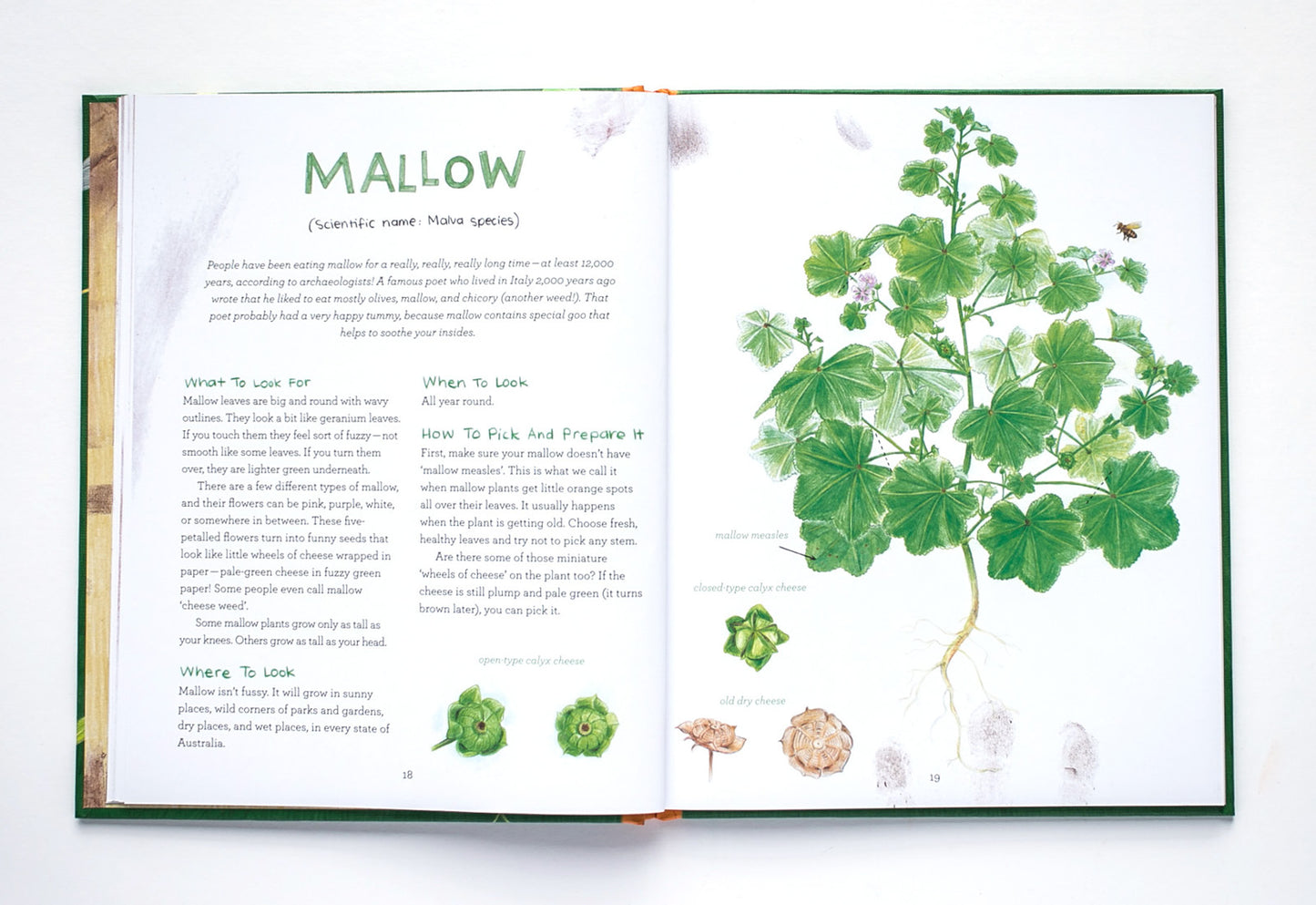 Let's Eat Weeds!: a kids' guide to foraging