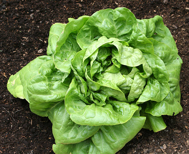 Lettuce Buttercrunch
