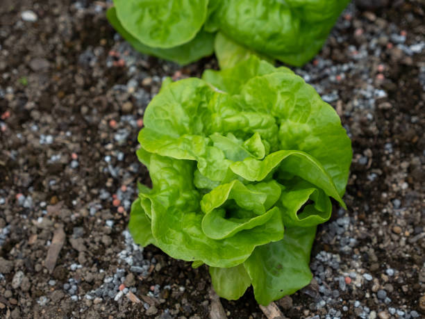 Lettuce Salad bowl green Main image