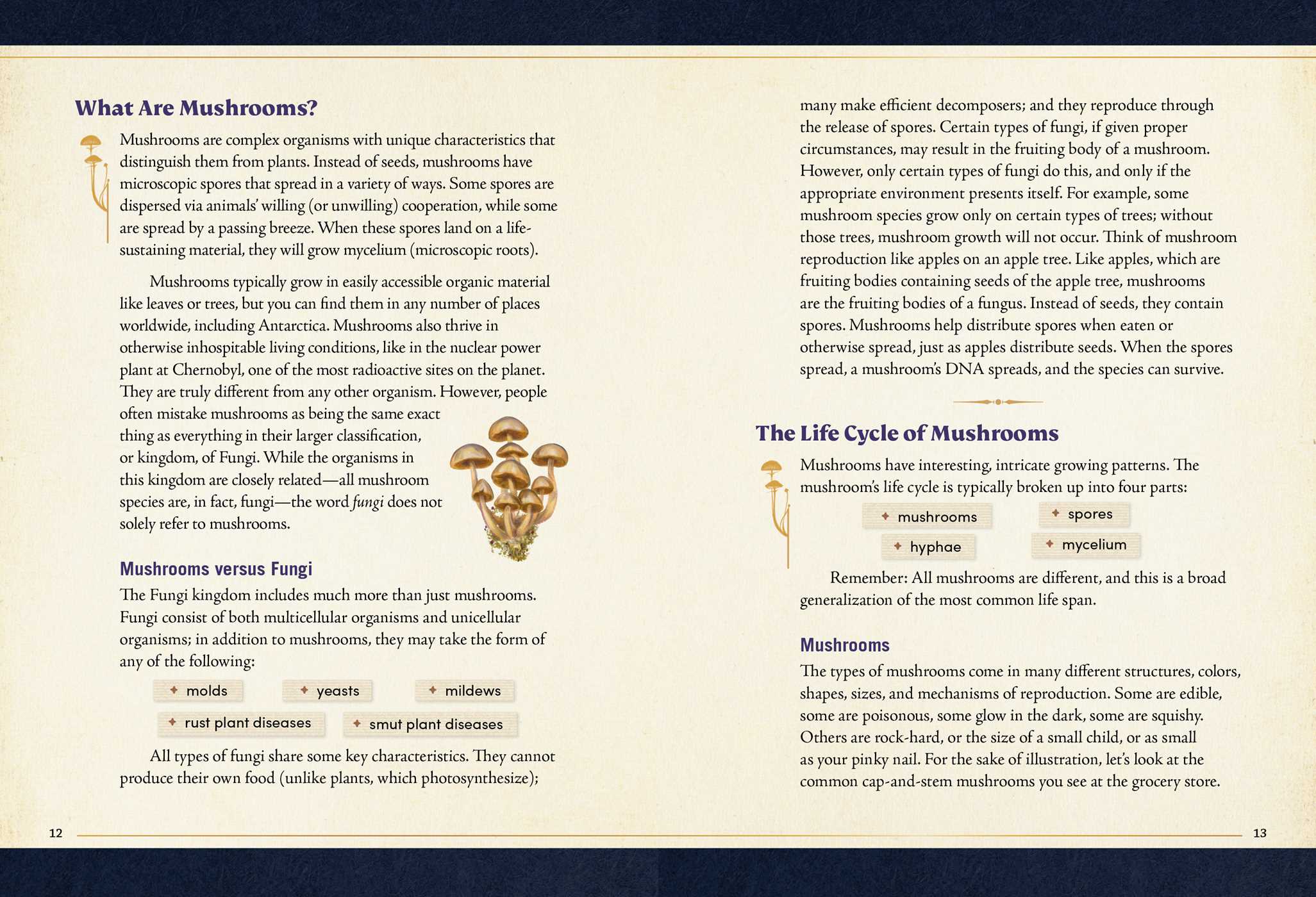 The Little Book of Mushrooms An Illustrated Guide to the Extraordinary Power of Mushrooms By: Alex Dorr, Sara Richard (Illustrator) Secondary image