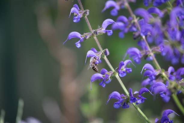 Meadow Sage