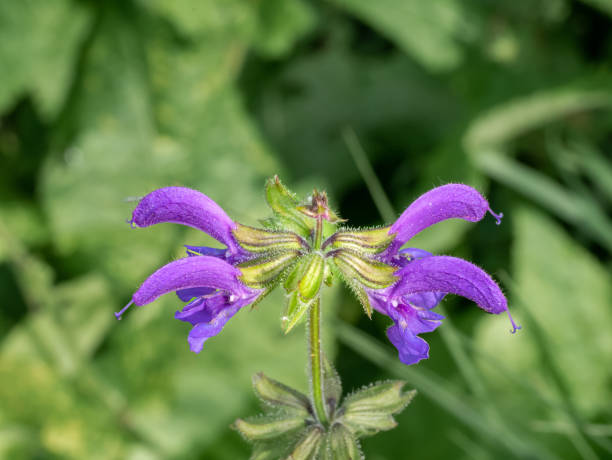 Meadow Sage
