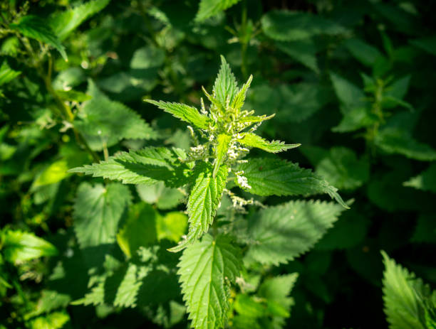 Stinging Nettle Main image