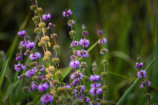 Pennyroyal Seeds