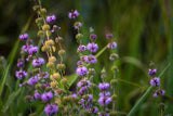 Pennyroyal Seeds