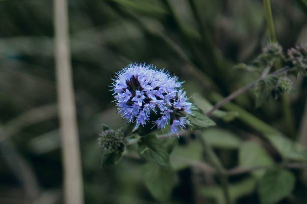 Pennyroyal Seeds Secondary image