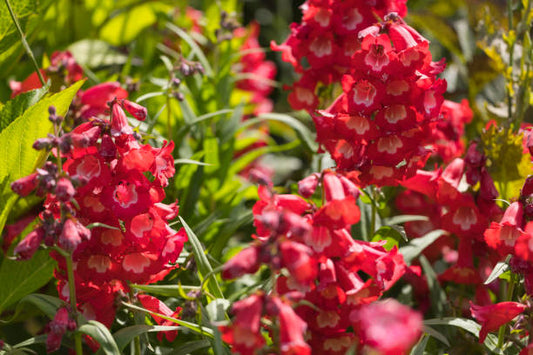 Penstemon compact Flower Seeds