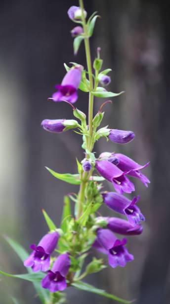 Penstemon compact Flower Seeds Secondary image