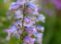 Penstemon compact Flower Seeds