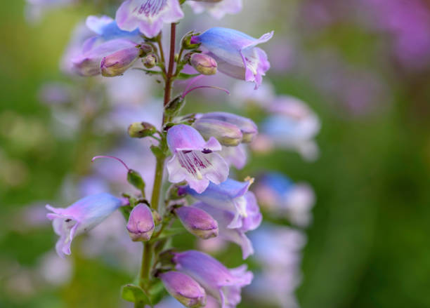 Penstemon compact Flower Seeds