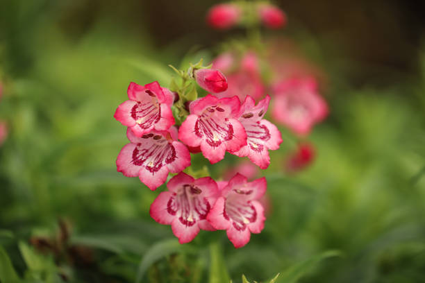 Penstemon compact Flower Seeds
