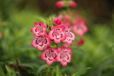 Penstemon compact Flower Seeds