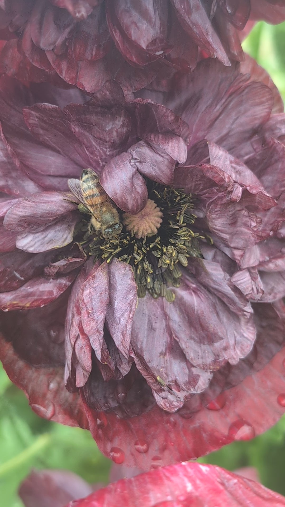 Pandora poppy seeds