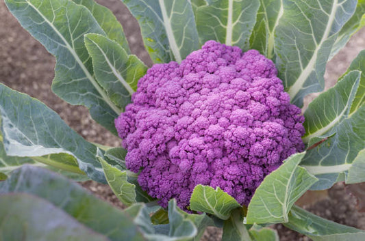 Purple cauliflower seeds Tasmania