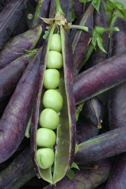 Purple Podded pea seeds