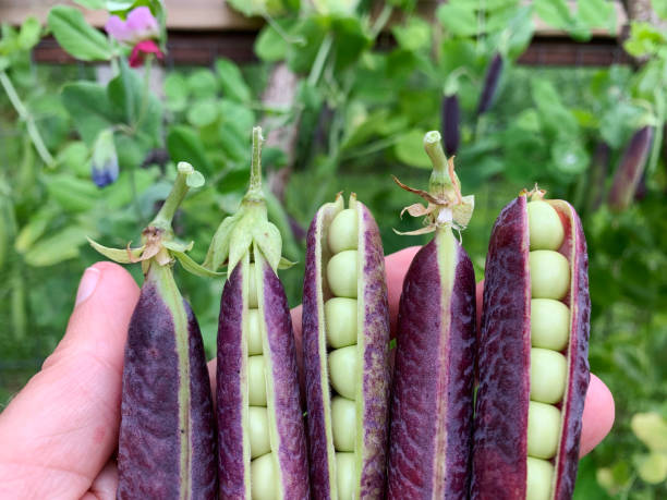 Purple Podded pea seeds