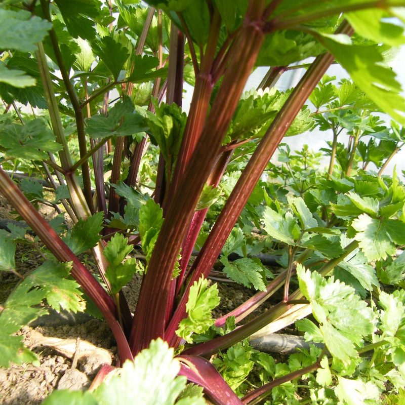 Celery Red stemmed