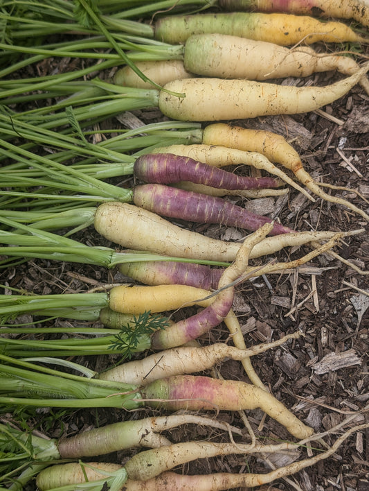 Carrot Mish Mash