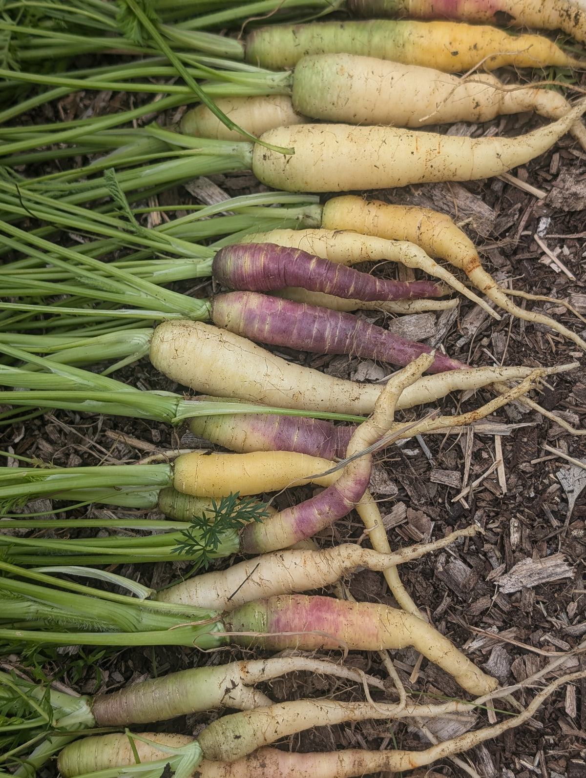 Carrot Mish Mash