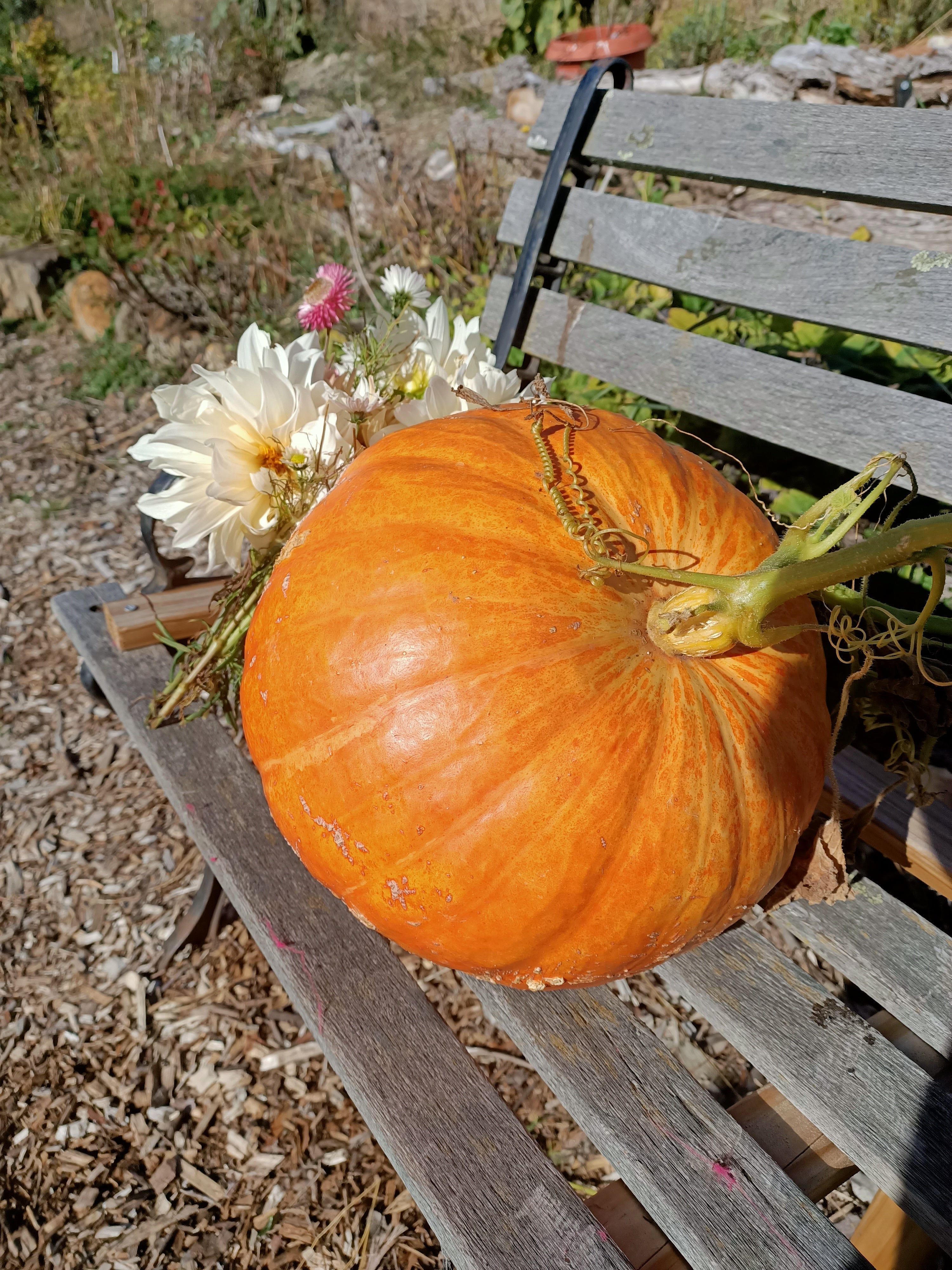 Cinderella (ROUGE VIF D’ETAMPES) Pumpkin seeds Secondary image