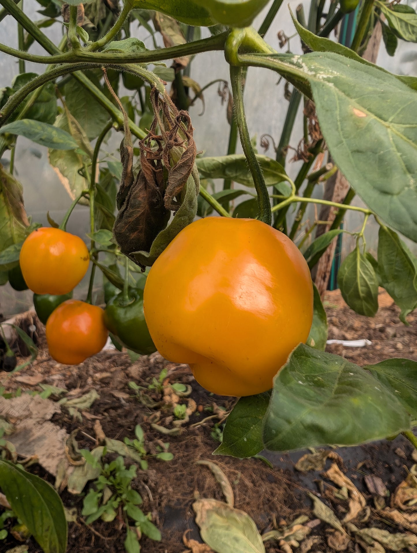 Rocoto manzano orange chilli seeds