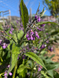 5 X Comfrey root divisions